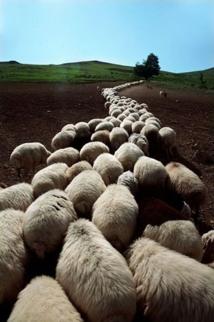 ترافیک گوسفندی